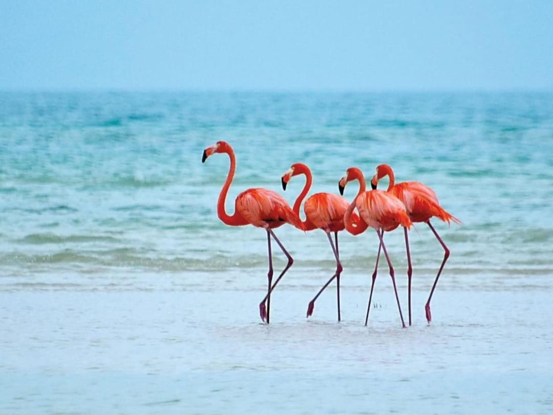 Mi Habitat Holbox-Maravilla Natural Εξωτερικό φωτογραφία